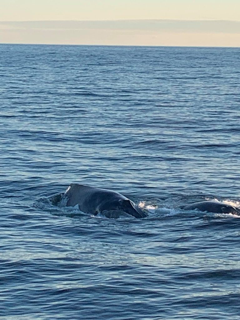 2 humpback whales surfacing