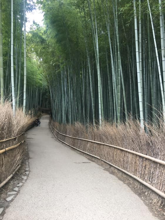 bamboo forest