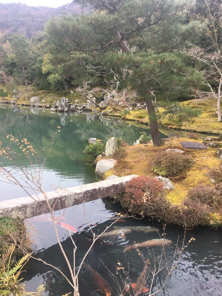 tenryu ji gardens with koi fish