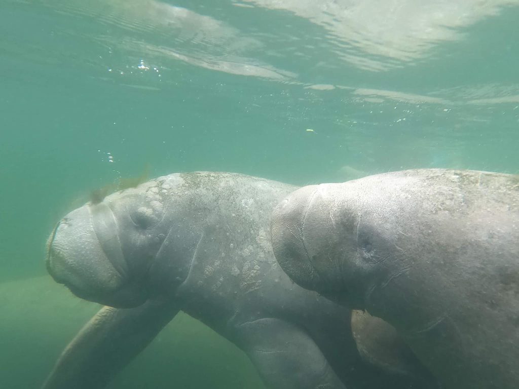 2 manatees next to eachother