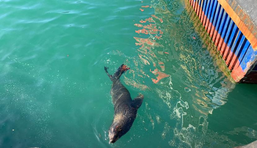 seal playing in the water