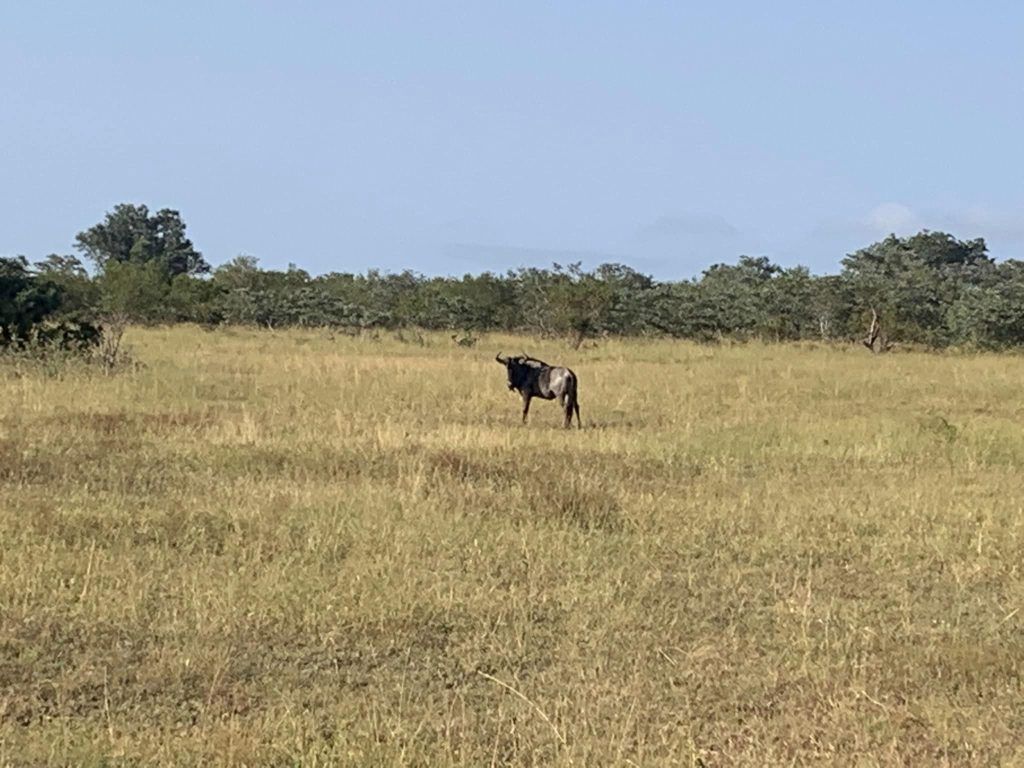 wildebeest on walk