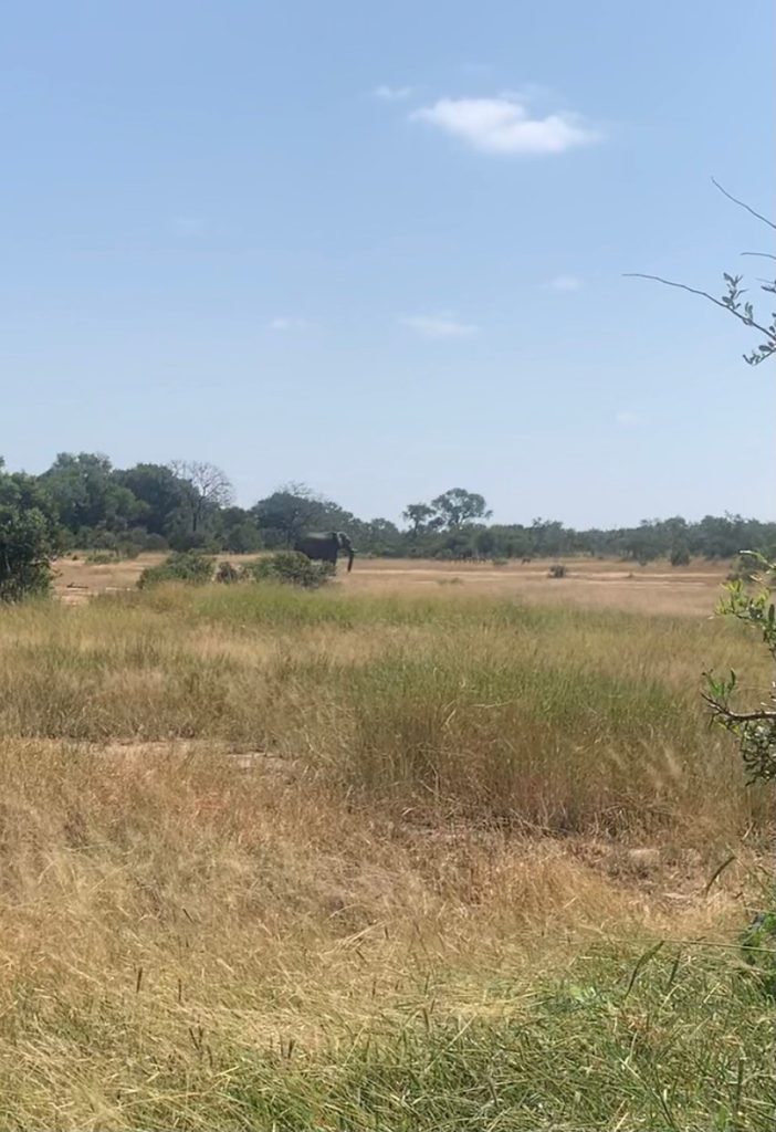 elephant in the bush