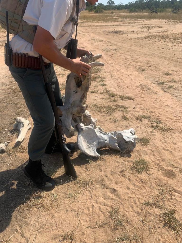 Nathan holding open the jaw of an old hippo