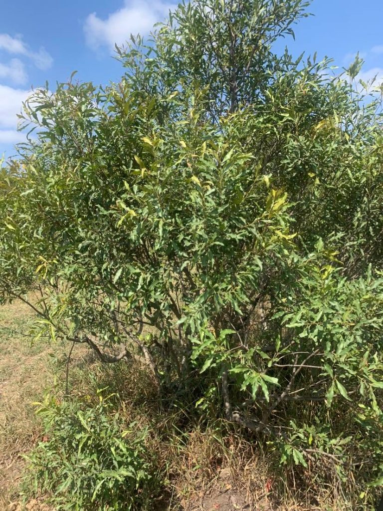 magic guarri tree