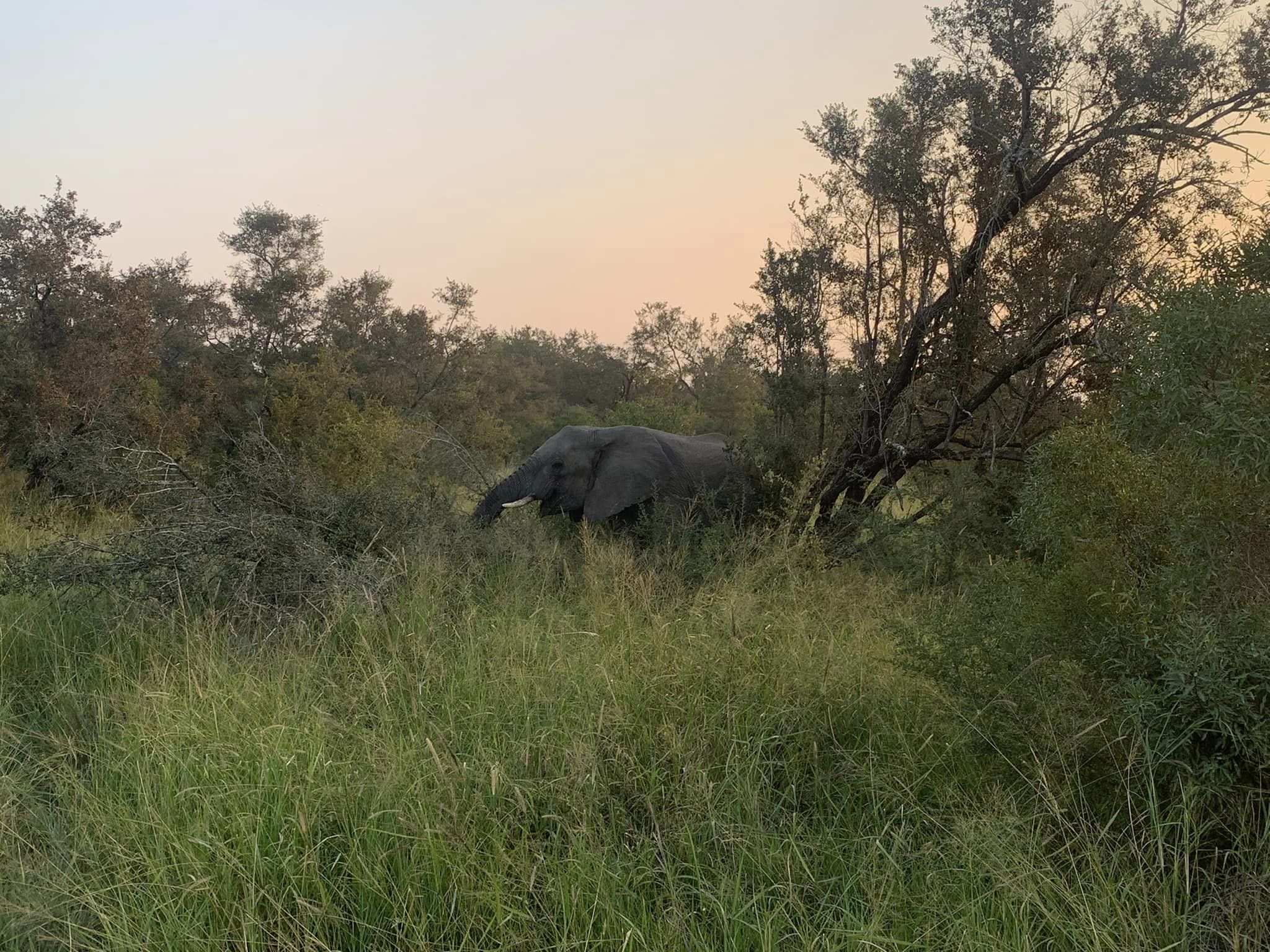 African elephant eating