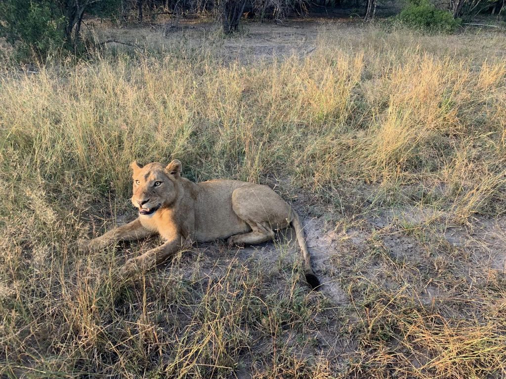 Lioness growling