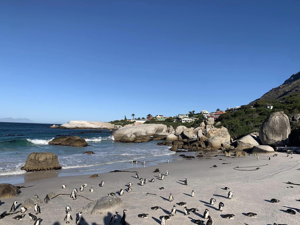 Penguins on beach