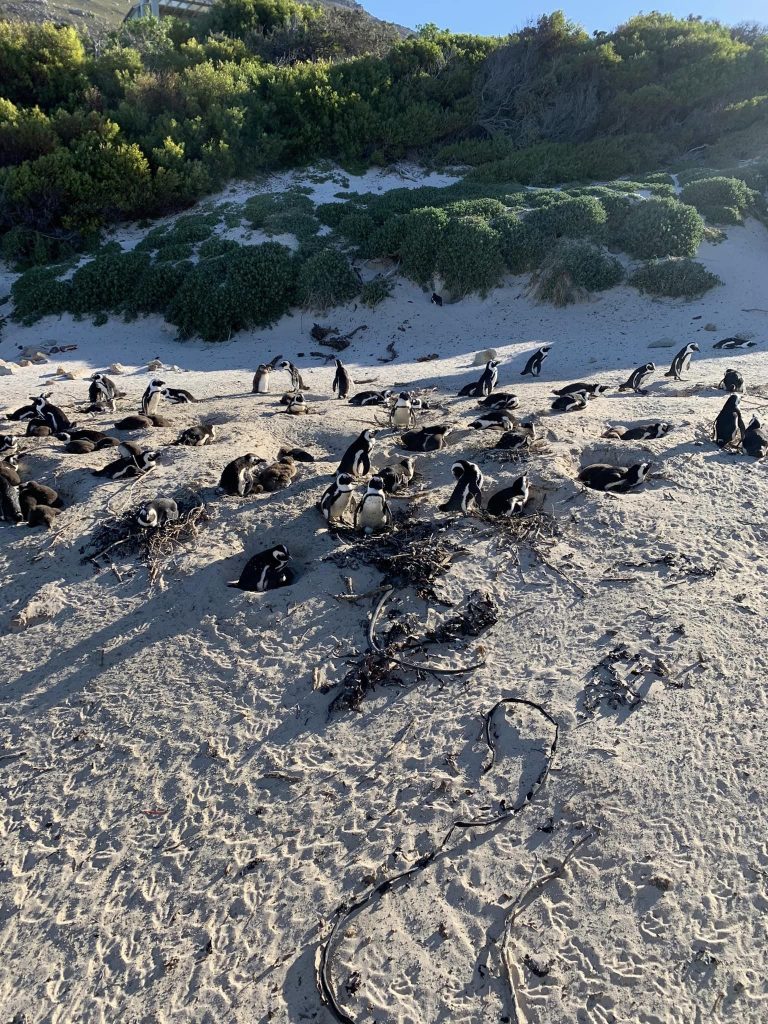 Penguins on nest