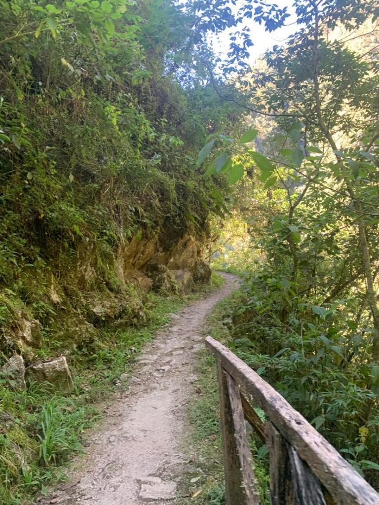 Cloud forest path