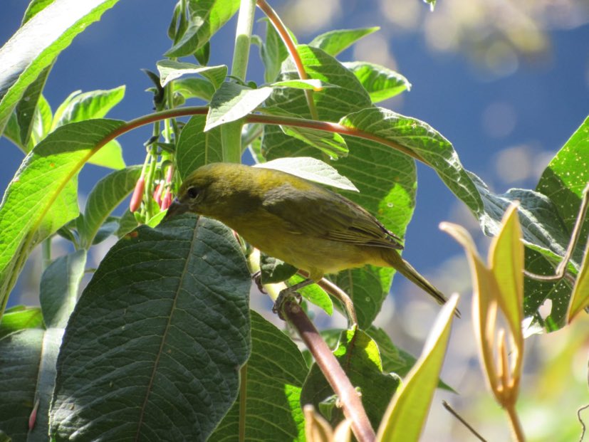 green bird on the inca trail