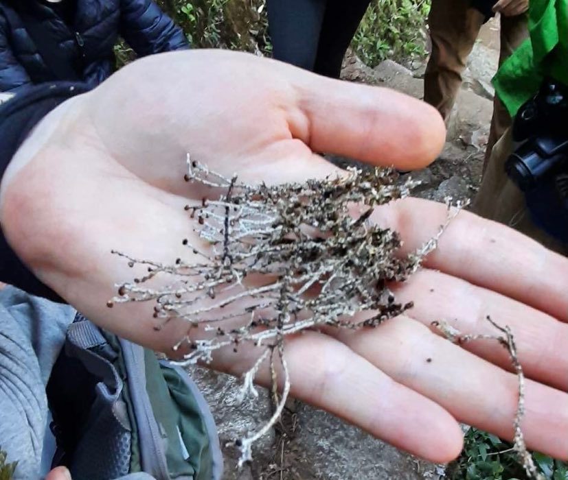 invasive mushroom on the inca trail