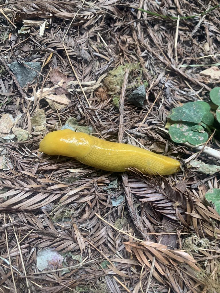 Banana slug at Redwoods National Park 