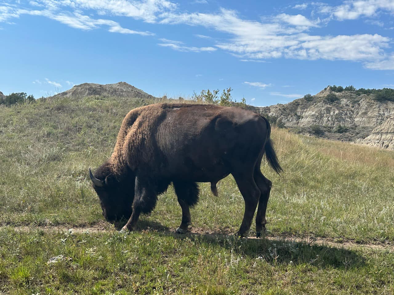 Bison in North Dakota