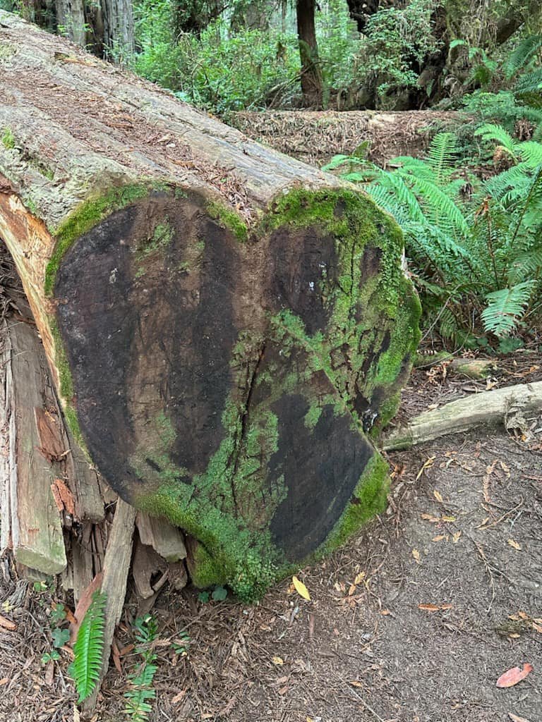 Heart shaped tree trunk at Redwoods National Park 