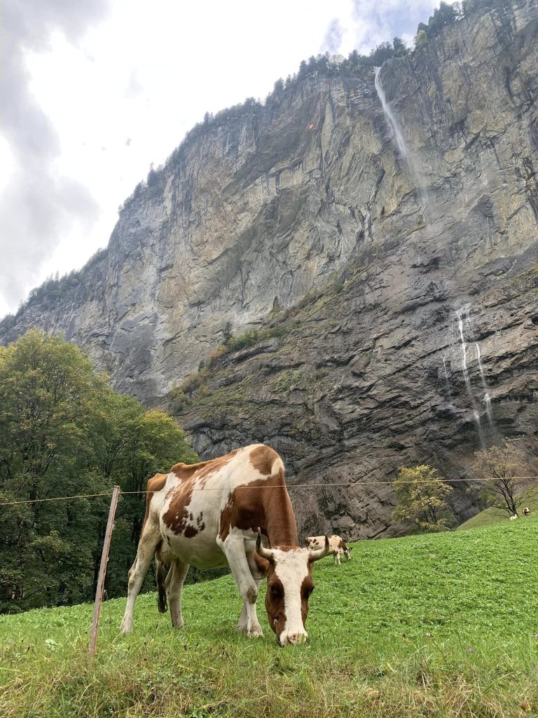 Cows in Lauterbrunnen