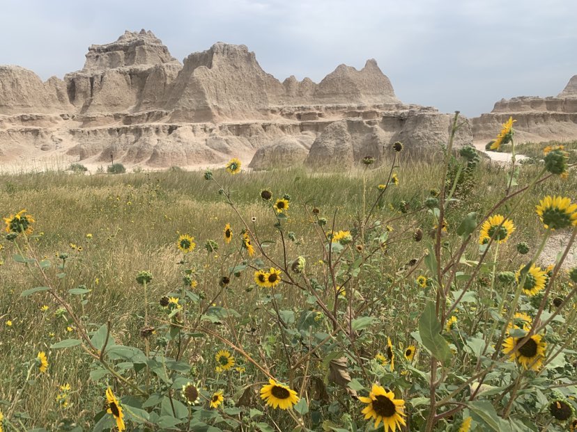 Wild sunflowers at Badlands National Park 