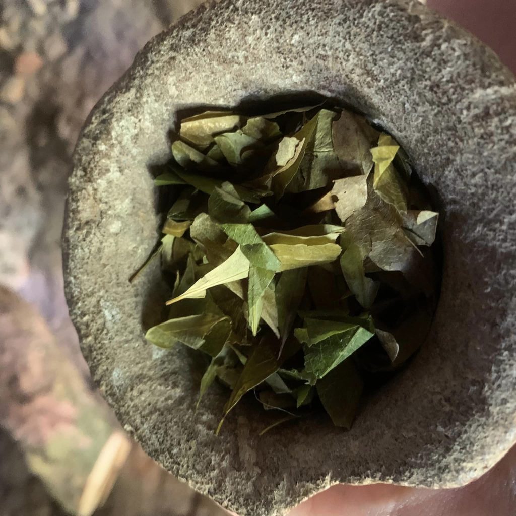 coca leaves