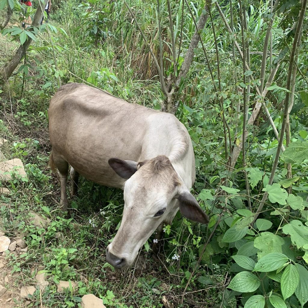 Cow on the Lost City Trek