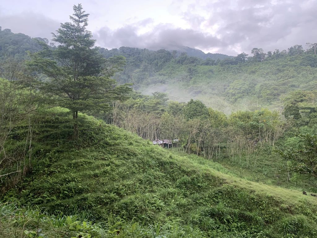 Mist settling in the forest