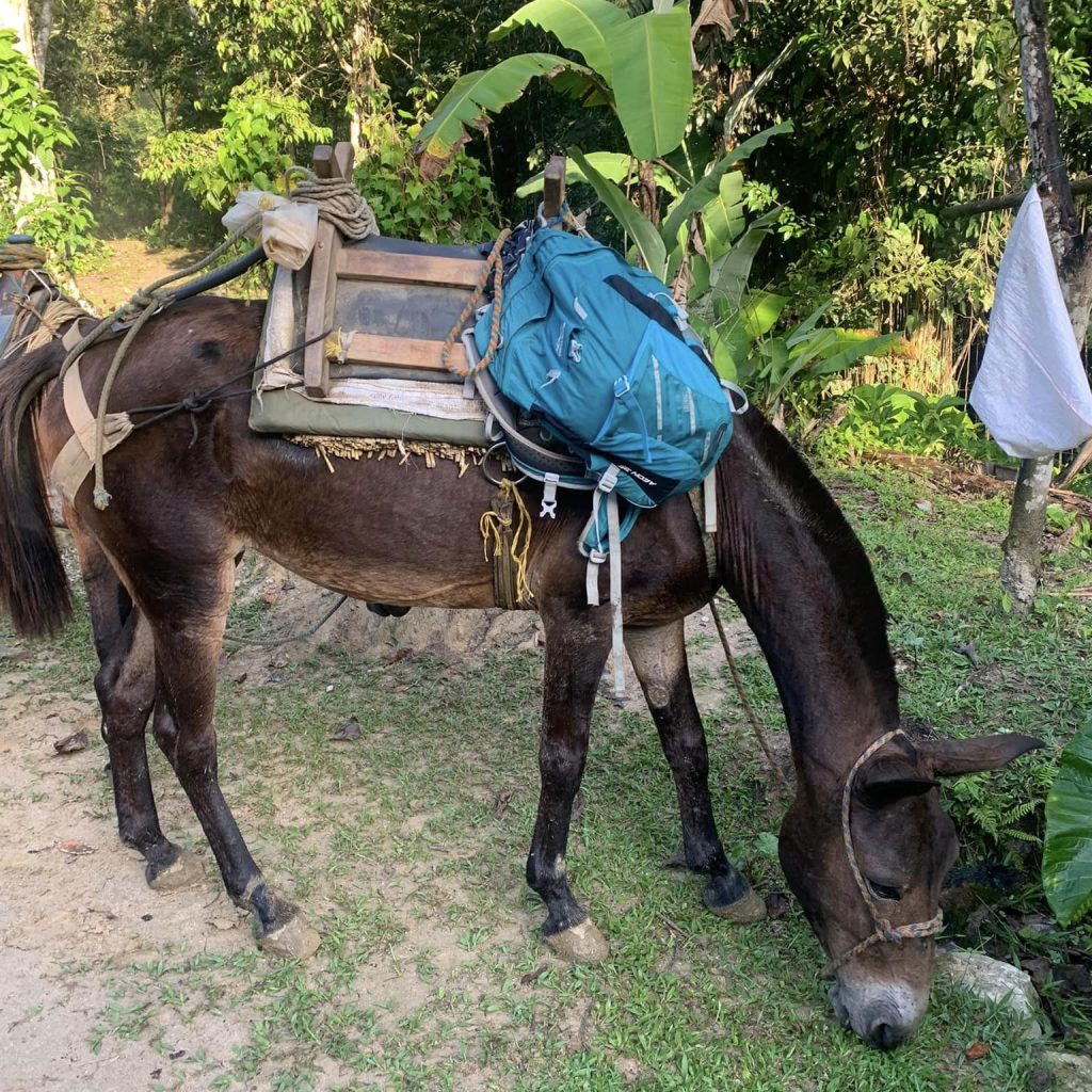 Mule on the Lost City Trek